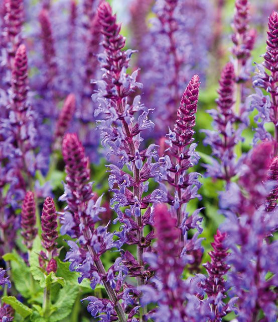 Blüten-Salbei - Bild 1