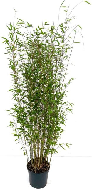 Bambusbörse Fargesia Denudata Xian 2 Bambus Pflanze in Grün, Höhe: 100 - 125 cm, Volumen: 7,5 Liter - Bild 1