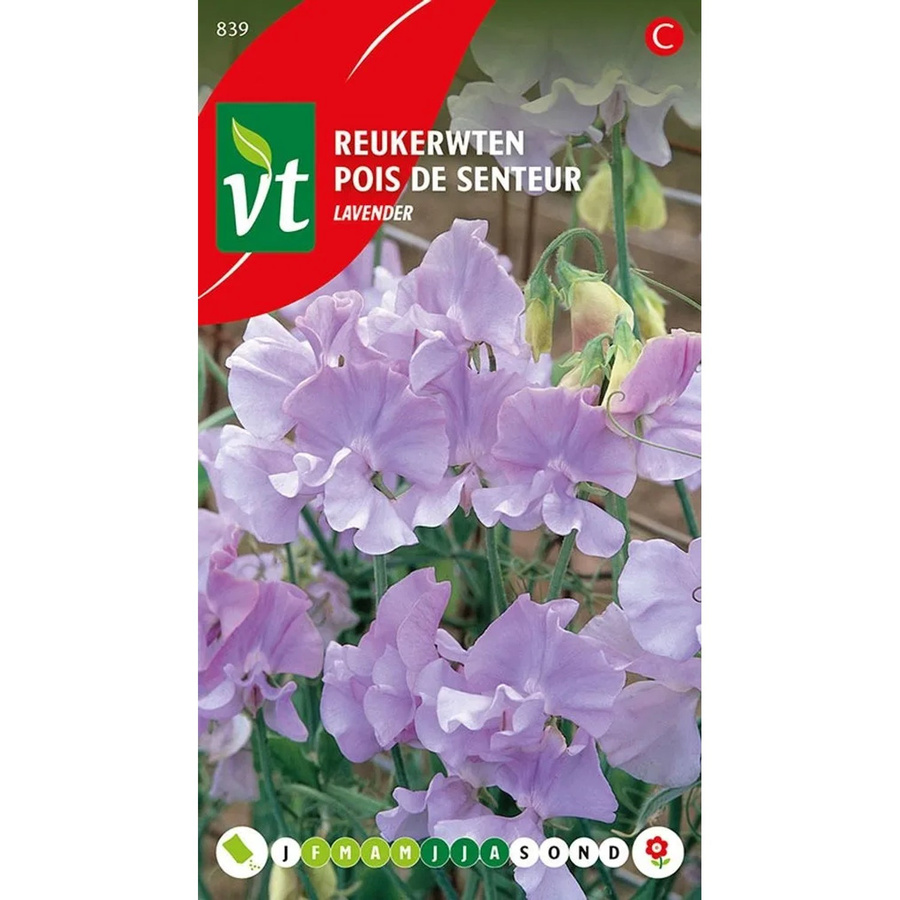Arborix Duftwicke Lavendel Samen für duftende Blüten, 3 g - Bild 2
