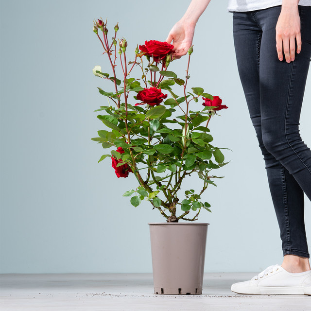 Edelrose Störtebeker von BLUME2000 in Rosa - Bild 1