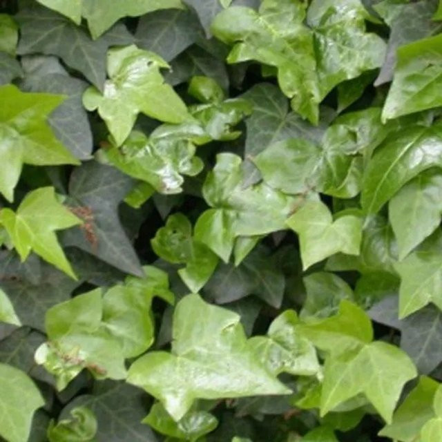 Arborix Gemeiner Efeu Hedera helix als immergrüne Kletterpflanze im Container, Höhe: 60 bis 80 cm - Bild 1