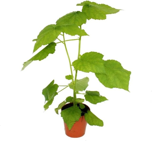 Exotenherz Sparmannia Africana Zimmerlinde als blühender Zierstrauch im 17cm Topf - Bild 1