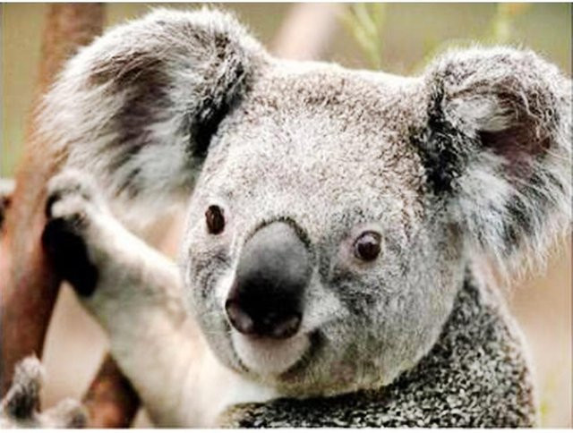 FIYO 5D Diamantmalerei Koala Diamantstickerei als Mosaik-Gemälde in Grau, B/H: 30 x 20 cm - Bild 1