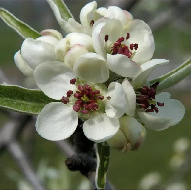 Hängende Wildbirne Pyrus salicifolia Pendula mit weißen Blüten für deinen Garten, Höhe: 100-125 cm - Bild 1