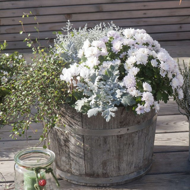 Mein schöner Garten Shop Chrysanthemum Herbstensemble für den Balkon in Weiß und Bunt, 10 Pflanzen - Bild 1