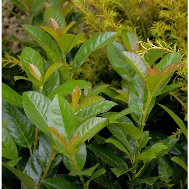 Kirschlorbeer Bonaparte Prunus laurocerasus als Hochstamm Heckenpflanze für Sichtschutz, Höhe: 80-100 cm - Bild 1