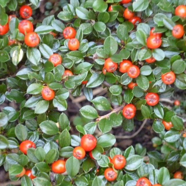 Arborix Teppichmispel Eichholz Cotoneaster radicans Bodendecker im Container mit dunkelgrünem Laub und herbstlicher Färbung - Bild 1