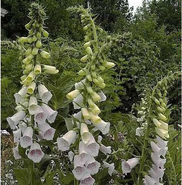 Fingerhut Excelsior Digitalis purpurea mehrjährige Pflanze für den Außenbereich - Bild 1