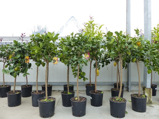 Zitrus Zitronenbaum Citrus Limon als Zitruspflanze in Grün, Höhe: 120 - 140 cm - Bild 1