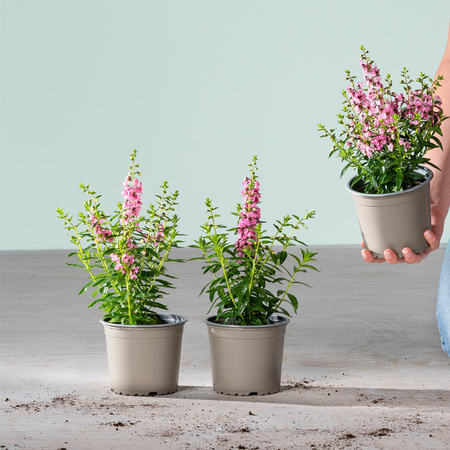 3er Set Angelonia angustifolia Balkon- und Beetpflanzen von BLUME2000