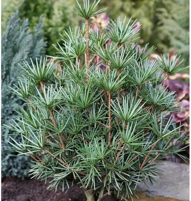 Japanische Schirmtanne Sciadopitys verticillata Beauty Green, Höhe: 30-40 cm - Bild 1