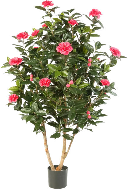 Künstlicher Japanischer Kamelien-Kunstbaum Phileas von Aplanta, Höhe: 150 cm - Bild 1