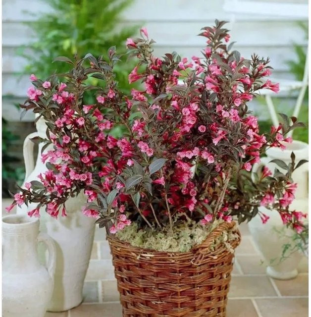 Weigela florida Wings of Fire Ziergehölz in Pink, Orange und Rot - Bild 1