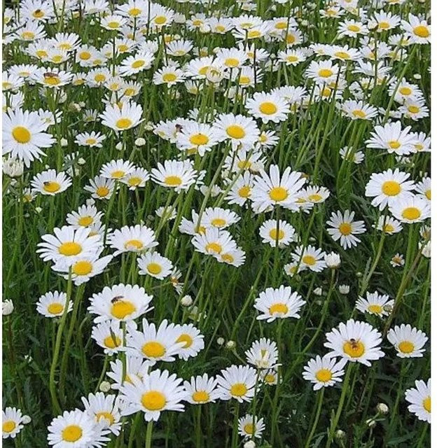 Gartenmargerite Silberprinzesschen Leucanthemum weiße Staude für den Garten - Bild 1