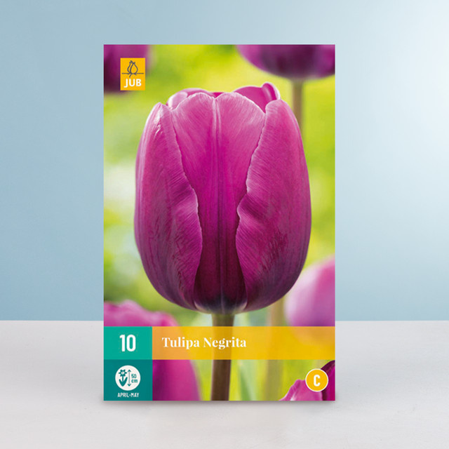 Triumph Tulpe Negrita BLUME2000 Zwiebeln, 10 Stück - Bild 1