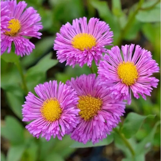 Erigeron Hybrid Feinstrahlaster Foersters Liebling als mehrjährige Gartenpflanze für Beet und Topf - Bild 1