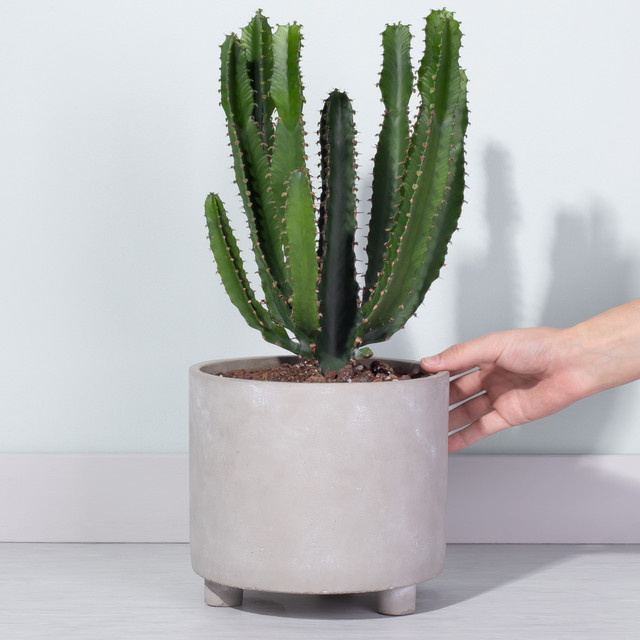 Dreikantige Wolfsmilch Euphorbia von BLUME2000 als Sukkulente für sonnige Standorte - Bild 1