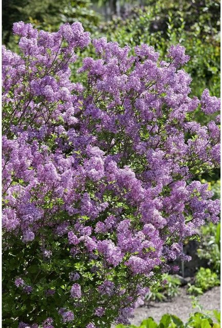 Syringa Meyeri Lillifee Zwergflieder Lila, Zierstrauch für Garten und Balkon, Höhe: 30–40 cm - Bild 1