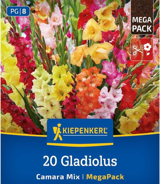 Kiepenkerl Gladiolen Camara Mix Blumenzwiebeln bunt, 20 Stück - Bild 1