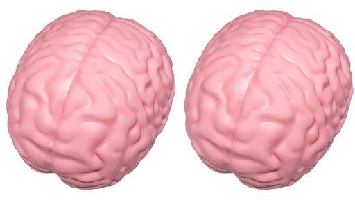 Zoeneed Riesiges Simulations-Gehirn Knetspielzeug, 2-teiliges Set - Bild 1