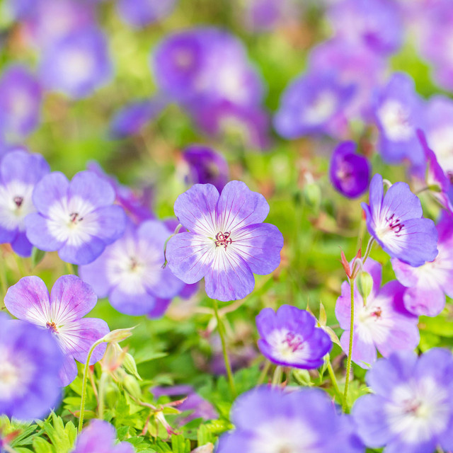 3er Set BIO Storchschnabel Rozanne Geranium als mehrjährige Pflanze von BLUME2000 - Bild 1