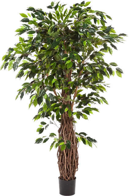 Künstlicher Ficus Jannik von Aplanta, Höhe: 300 cm - Bild 1