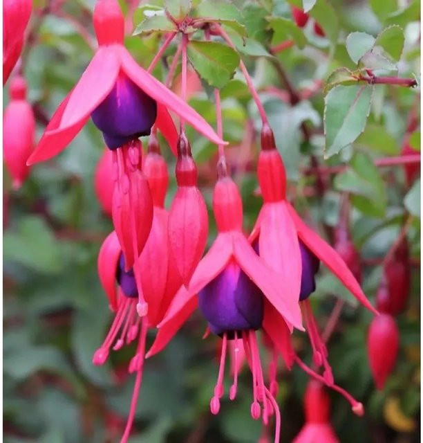 Fuchsia magellanica M. Popple Pink Stauden von Nr-01.de - Bild 1