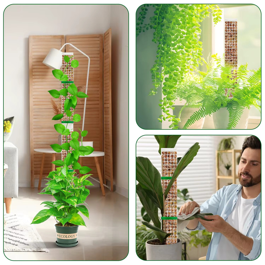 Moos-Pflanzenstab zur Unterstützung von Kletterpflanzen und Bonsai, Höhe: 38 cm - Bild 2