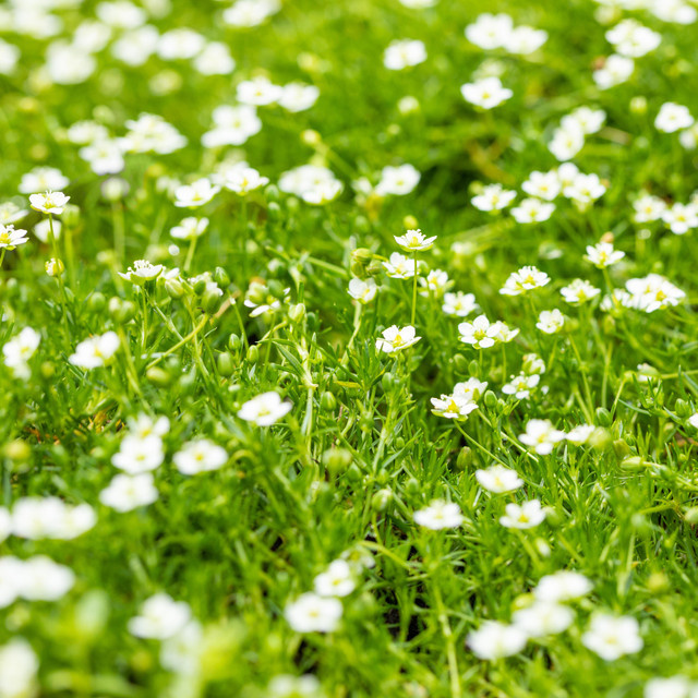 Sternmoos von BLUME2000, 3 Stück S - Bild 1