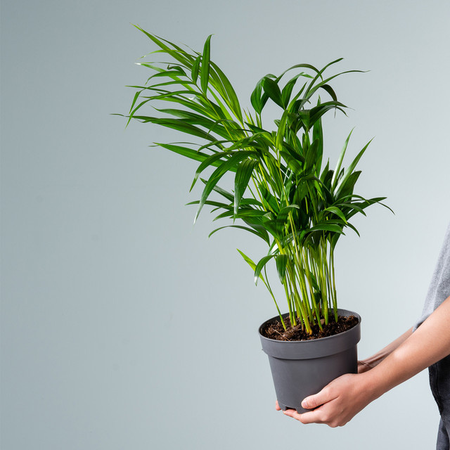 Dypsis Goldfruchtpalme von BLUME2000, grüne Zimmerpflanze für sonnige bis halbschattige Plätze - Bild 1