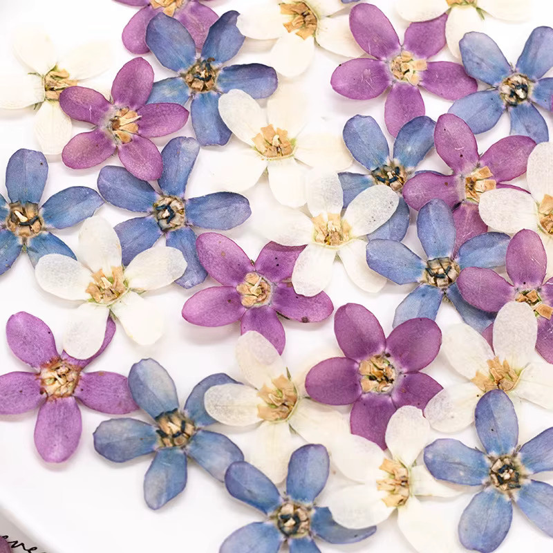 12 Stück gepresste blaue Sternblumen als Bastelbedarf für Kunstwerke, Lesezeichen und Handyhüllen - Bild 3
