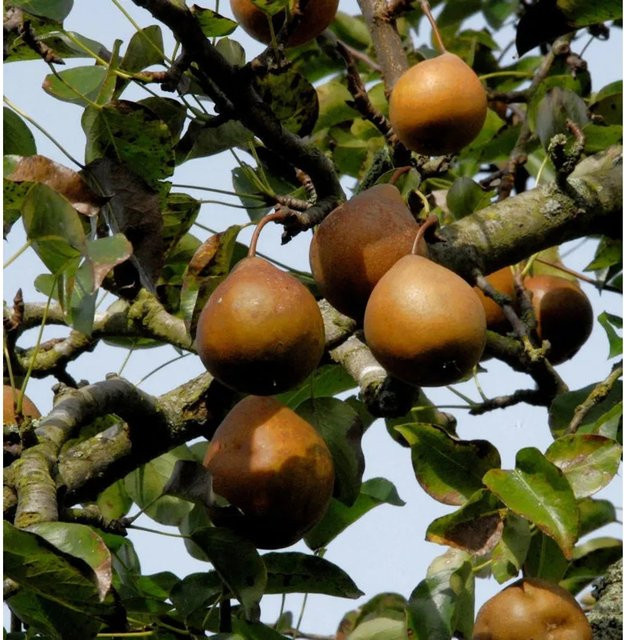 Nr-01.de Birne Gute Graue Pyrus communis Obstbaum für den Garten - Bild 1