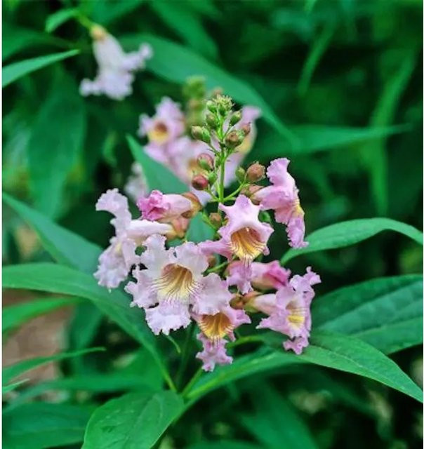 Schmalblättriger Trompetenbaum Summer Bells Chitalpa tashkentensis in Pink, Höhe: 80-100 cm - Bild 1