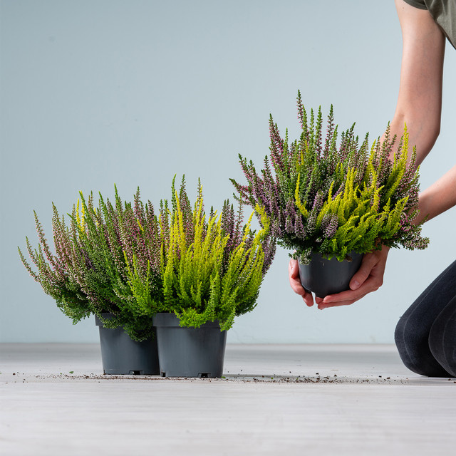 3er Set Besenheide Beauty Lady High Five Calluna vulgaris von BLUME2000 - Bild 1