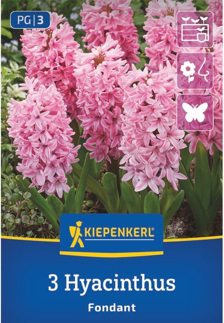 Kiepenkerl Hyazinthe Fondant in Rosa mit 3 Zwiebeln - Bild 1