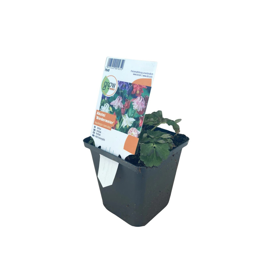 GROW by OBI Aquilegia caerulea Akelei als mehrjährige Pflanze im Topf mit einem Durchmesser von 9 cm - Bild 2
