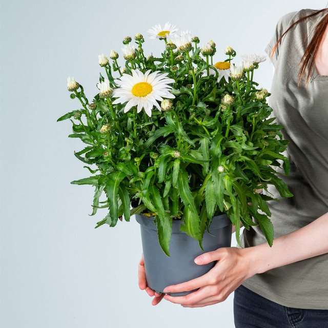Weiße Sommermargerite Leucanthemum maximum von BLUME2000 als mehrjährige Balkon- und Beetpflanze - Bild 1