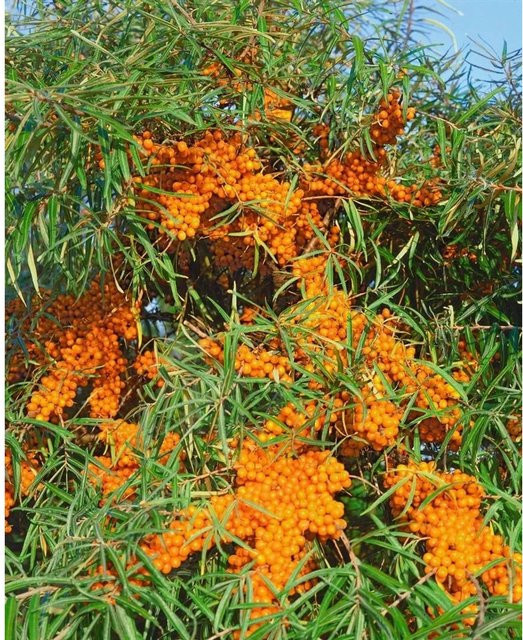 Vitaminreicher Sanddorn Hippophae Rhamnoides Askola als Heckenpflanze und Strauch für deinen Garten, Höhe: 40–60 cm - Bild 1