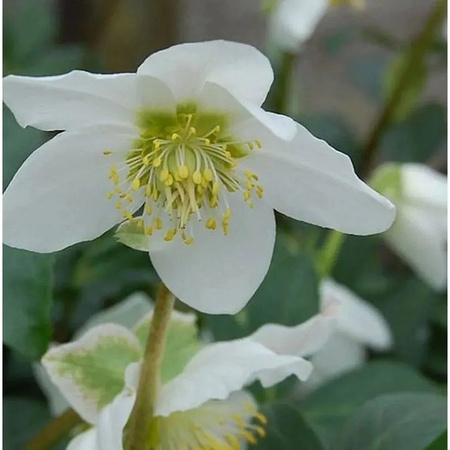Christrose Praecox Helleborus niger weiße Staude für Garten und Schnittblumen