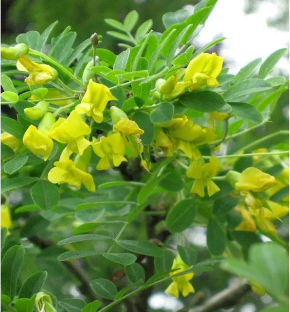 Caragana arborescens Hoher Erbsenstrauch mit gelben Blüten von Nr-01.de, Höhe: 60-80 cm - Bild 1