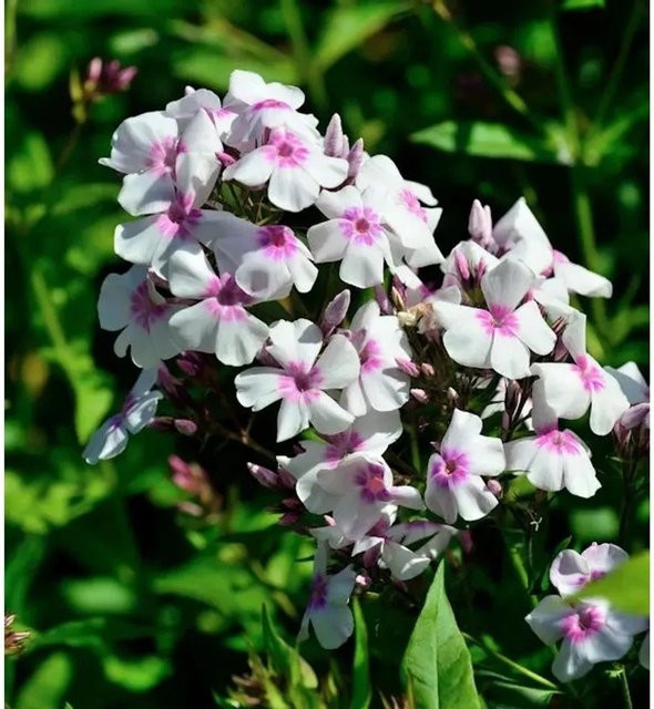 Phlox paniculata Hohe Flammenblume Europa als Beetpflanze und Schnittblume von Nr-01.de - Bild 1
