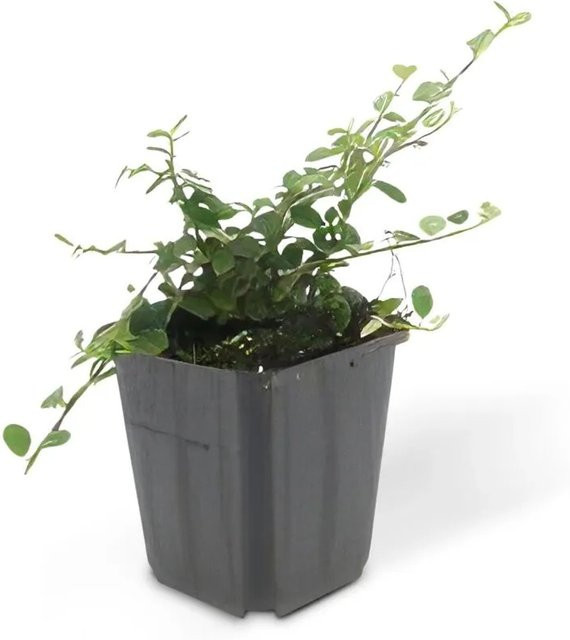 Exotenherz Set mit 60 Zwergmispel Cotoneaster Streibs als Bodendecker und Beerenstrauch im 9cm Topf - Bild 1