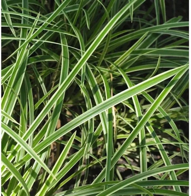 Immergrüne Japan Segge Vanilla Ice Carex morrowii in grünem Topf - Bild 1