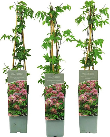 Clematis koreana Waldrebe Propertius Lila Kletterpflanze von GROW by OBI, Höhe: 40 - 60 cm
