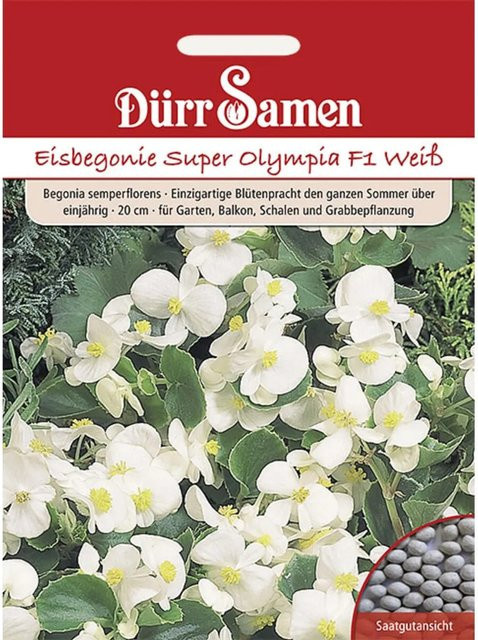 Dürr Eisbegonie Super Olympia F1 Saatgut Weiß Einjährig 10 g - Bild 1