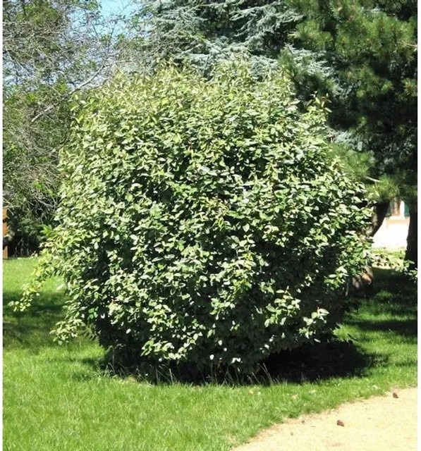 Wintergrüne Ölweide Compacta Elaeagnus ebbingei Strauch in Grün, Höhe: 40-60 cm - Bild 1