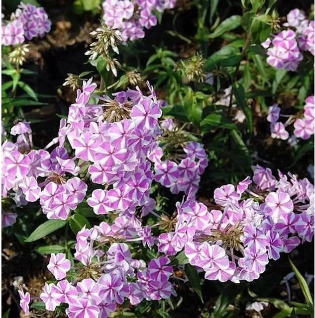 Phlox Maculata Wiesen Flammenblume Natasha in Pink von Nr-01.de - Bild 1
