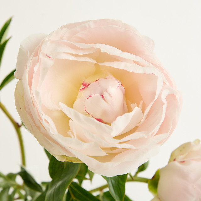 Blume2000 Pfingstrosen Shirley Temple Pink - Bild 1