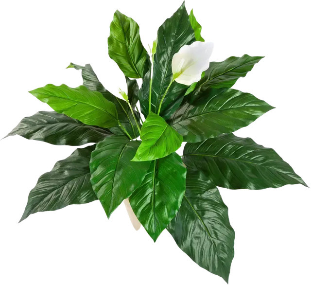 Künstliche Spathiphyllum Steckpflanze Luna von Aplanta, Höhe: 71 cm - Bild 1
