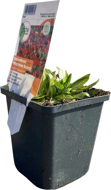 GROW by OBI Garten-Sonnenbraut Helenium Moerheim Beauty Rot, sommerblühende Staude im Topf - Bild 1